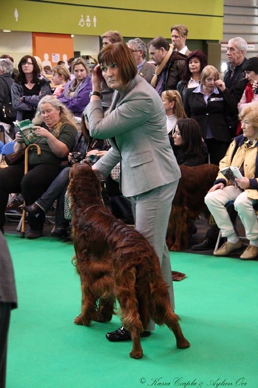 Crufts2011 705.jpg